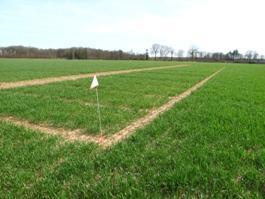 Essai de blé en agriculture raisonnée...