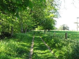 Allée de l'arboretum de Canappeville